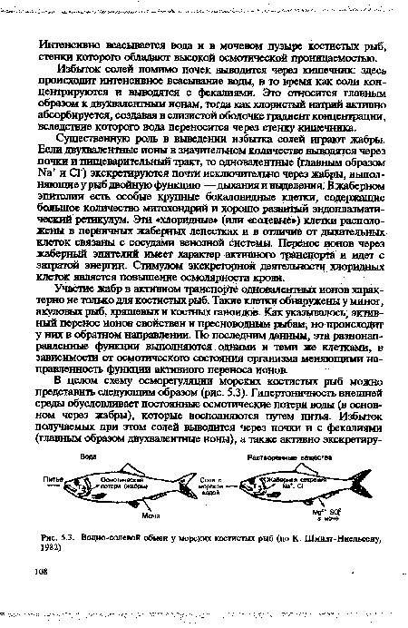 Водно-солевой обмен у морских костистых рыб (по К. Шмидт-Ниелъсену, 1982)