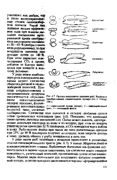 Органы воздушного дыхания рыб. Варианты преобразования плавательного пузыря (по J. Young, 1981)
