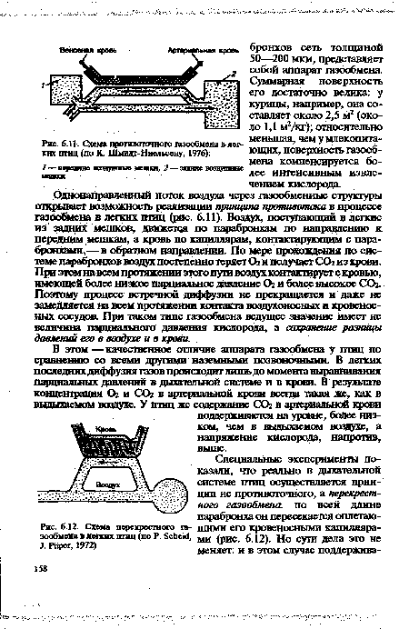 Схема противоточного газообмена в легких птиц (по К, Шмидт- Ниельсену, 1976)