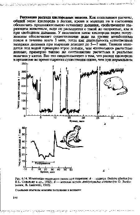 Изменение сердечного ритма при нырянии