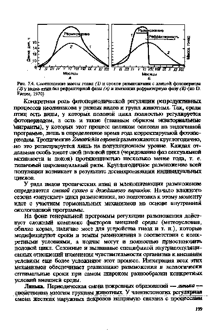 Соотношение массы гонад (1) и сроков размножения с длиной фотопериода (2) у видов птиц без рефрактерной фазы (Л) и имеющих рефрактерную фазу (Б) (по О. Ратег, 1970)