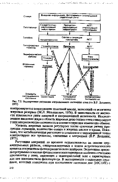 Эндокринная регуляция миграционного состояния птиц (по В.Р. Дольнику, 1975)