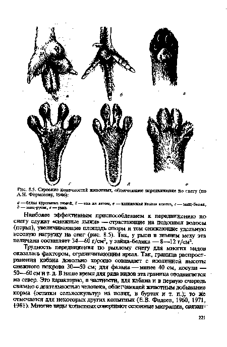 Наиболее эффективным приспособлением к передвижению по снегу служат «снежные лыжи» — отрастающие на подошвах волосы (перья), увеличивающие площадь опоры и тем снижающие удельную весовую нагрузку на снег (рис. 8.5). Так, у рыси в зимнем меху эта величина составляет 34—60 г/см2, у зайца-беляка — 8—12 г/см2.