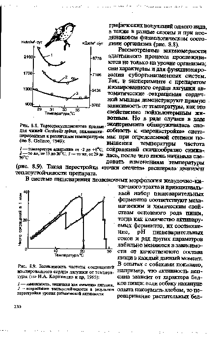 Зависимость частоты сокращений изолированного сердца лягушки от температуры (по ИА. Корниенко и др, 1965)