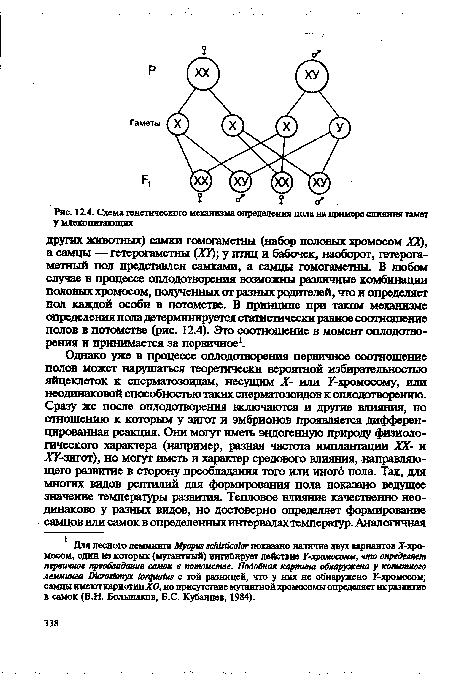 Схема генетического механизма определения пала на примере слияния гамет у млекопитающих