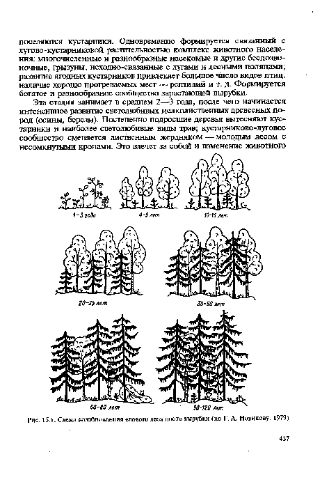 Схема возобновления елового леса после вырубки (по Г. А. Новикову, 1979)