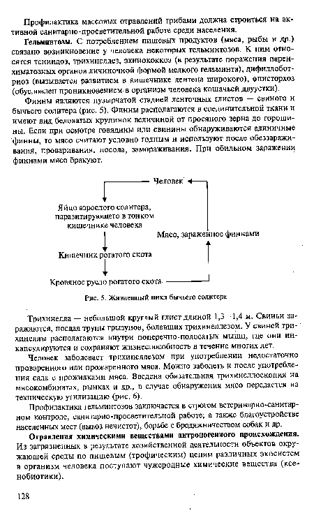 Жизненный цикл бычьего солитера