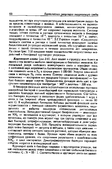 В биосфере фиксация азота осуществляется несколькими группами анаэробных бактерий и цианобактерий при нормальных температуре и давлении благодаря высокой эффективности биокатализа. Считается, что бактерии переводят в связанную форму приблизительно 1 млрд т азота в год (мировой объем промышленной фиксации — около 90 млн т). В клубеньковых бактериях бобовых растений фиксация азота осуществляется с помощью сложного ферментного комплекса, защищенного от избытка кислорода специальным растительным гемоглобином. Непосредственный продукт биофиксации — аминогруппа ЫН2 — включается в круговорот, в котором участвуют уже все организмы, но главную роль играют еще три группы почвенных и водных бактерий: нитрифицирующие, нитратообразующие и денитрифицирующие бактерии (рис. 3.6). Продукты жизнедеятельности первых двух видов бактерий — нитриты и нитраты, а также соли аммония! — составляют основу азотного питания растений, которые образуют аминокислоты, пептиды и белки. Проходя через обмен веществ на всех трофических уровнях, эти соединения разлагаются с освобождением N, и цикл повторяется. Денитрифицирующие бактерии переводят избыток нитратов в молекулярный азот.