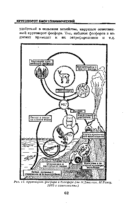 Круговорот фосфора в биосфере (по П.Дювиньо. М.Тангу, 1973 с изменениями)