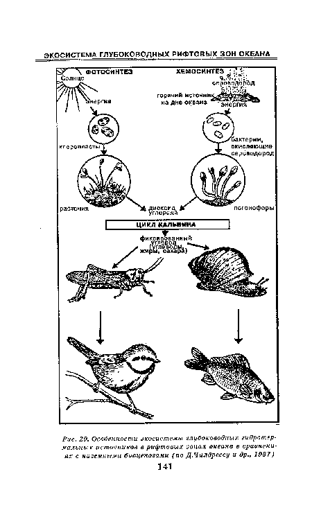 Особенности экосистемы глубоководных гидротермальных источников в рифтовых зонах океана в сравнениях с наземными биоценозами (по Д.Чилдрессу и др., 1987)