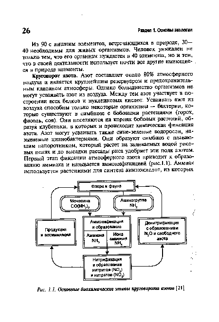 Основные биохимические этапы круговорота азота [21]