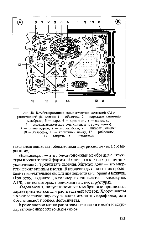 Комбинированная схема строения животной (А) и растительной (Б) клетки