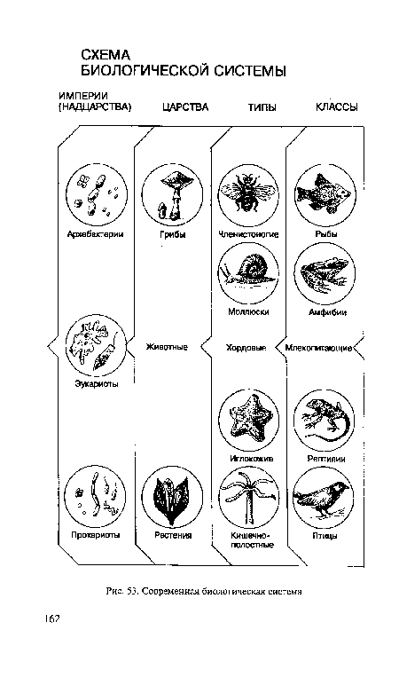 Современная биологическая система