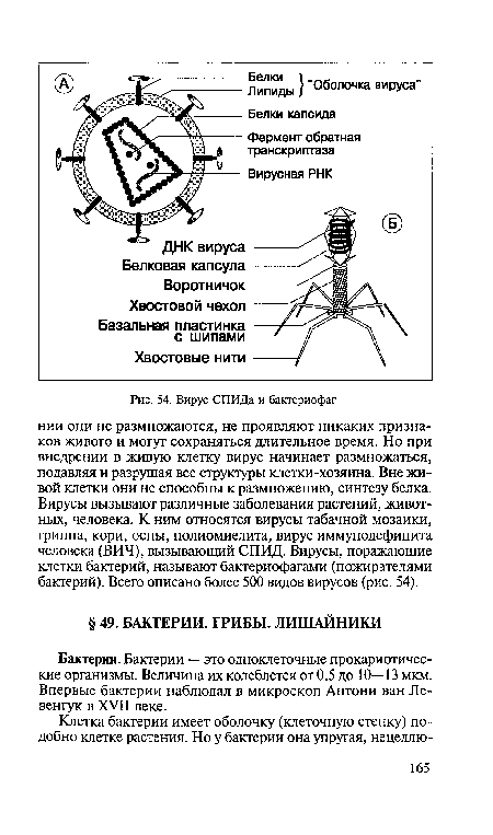 Вирус СПИДа и бактериофаг