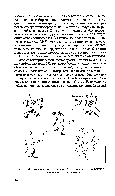 Какие формы бактерий изображены на рисунках напишите их названия 7 класс