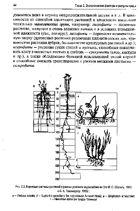 Корневые системы растений в разных условиях водоснабжения (по М. С. Шалыту, 1950,