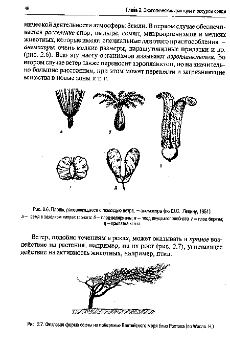 Плоды, расселяющиеся с помощью ветра, - анемохоры (по Ю.С. Левину, 1951)