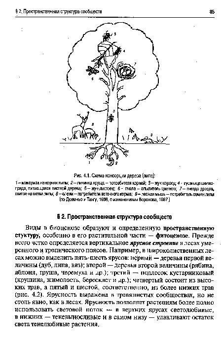 Схема консорции дерева (липа)