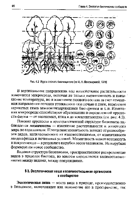 Ярусы лесного биогеоценоза (по И. Н. Пономаревой, 1978)