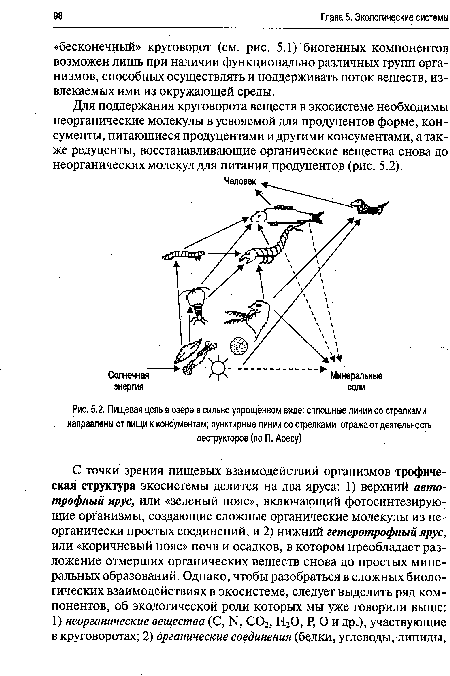 Пищевая цепь в озере в сильно упрощенном виде