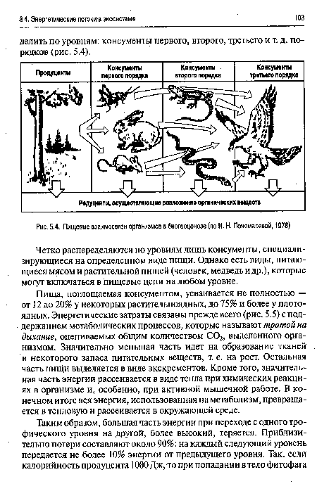 Какой из организмов изображенных на рисунке является консументом второго порядка