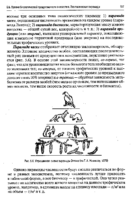 Упрощенная схема пирамиды Элтона (по Г. А. Новикову, 1979)