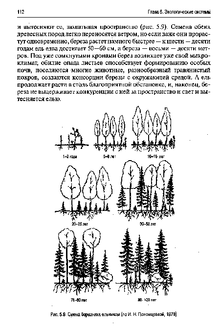 Смена березняка ельником (по И. Н. Пономаревой, 1978)