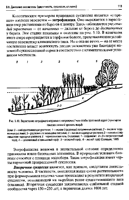 Зарастание эвтрофного водоема с непроточной или слабо проточной водой (пунктиром показан нижний уровень воды)