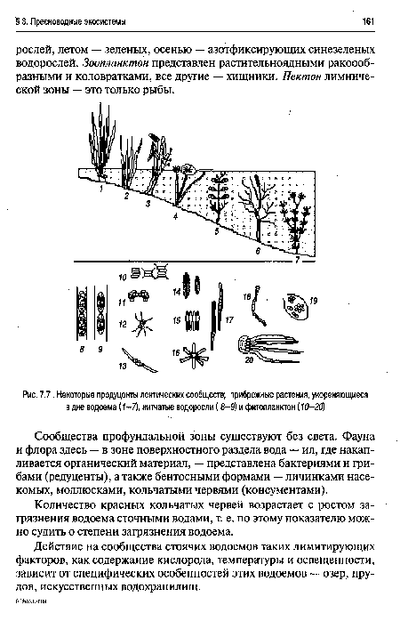 Некоторые продуценты лентических сообществ; прибрежные растения, укореняющиеся в дне водоема (1-7), нитчатые водоросли (8-9) и фитопланктон (10-20)