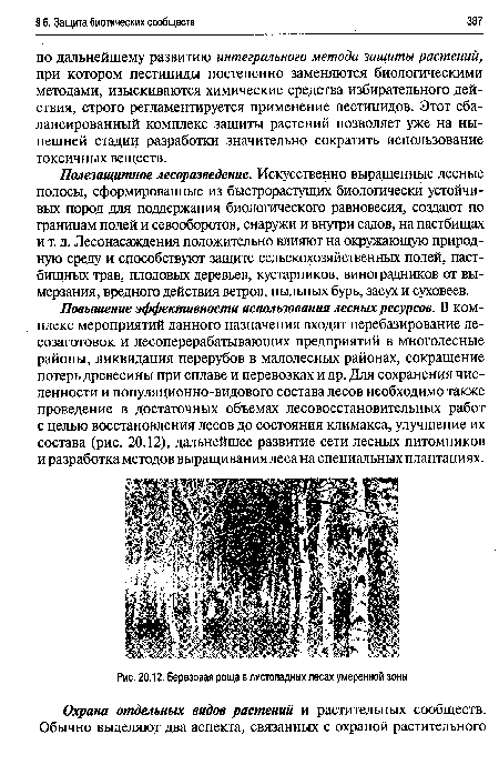 Березовая роща в листопадных лесах умеренной зоны