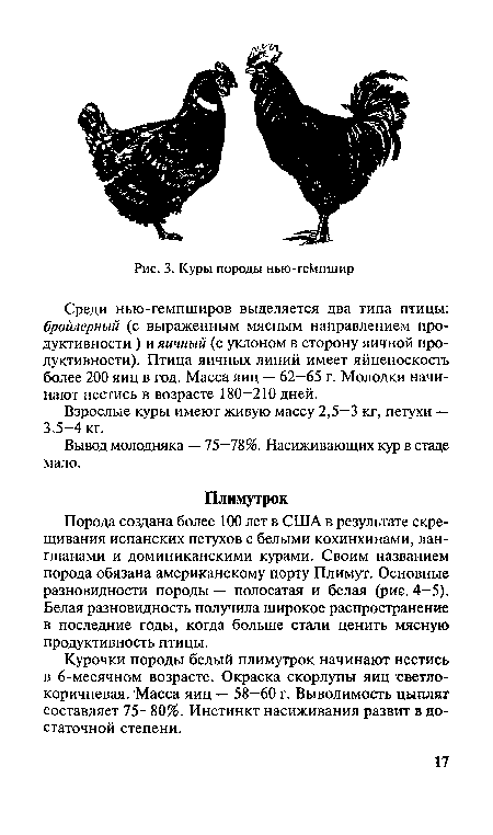 Рис для кур. Плимутрок яйценоскость куры. Плимутрок порода кур характеристика и продуктивность. Назовите основные породы кур. Скрещивание пород кур.