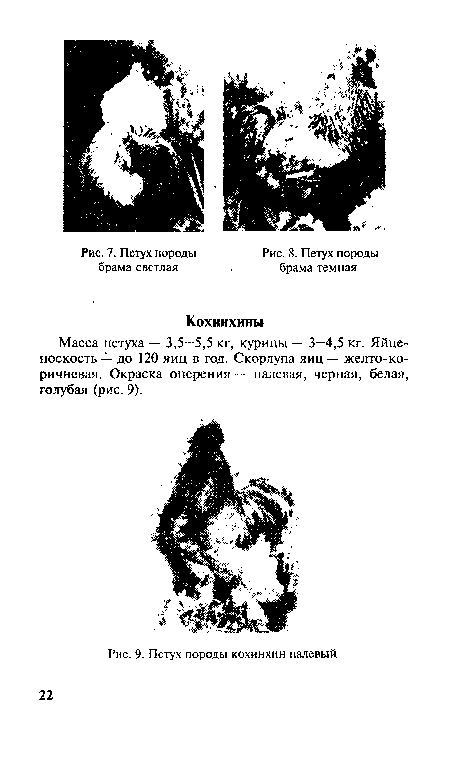 Масса петуха — 3,5—5,5 кг, курицы — 3—4,5 кг. Яйценоскость — до 120 яиц в год. Скорлупа яиц — желто-коричневая. Окраска оперения — палевая, черная, белая, голубая (рис. 9).