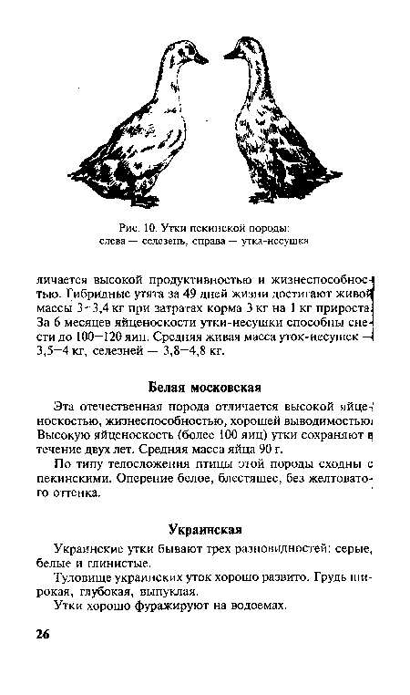 Украинские утки бывают трех разновидностей: серые, белые и глинистые.