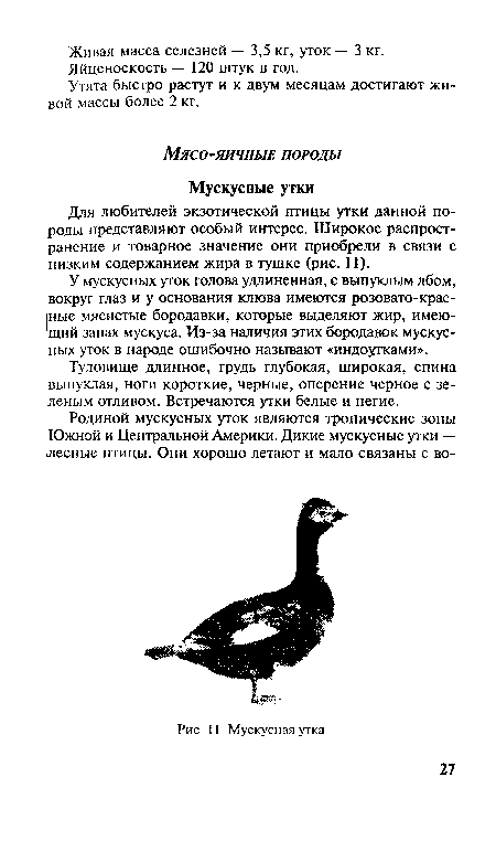 Туловище длинное, грудь глубокая, широкая, спина выпуклая, ноги короткие, черные, оперение черное с зеленым отливом. Встречаются утки белые и пегие.