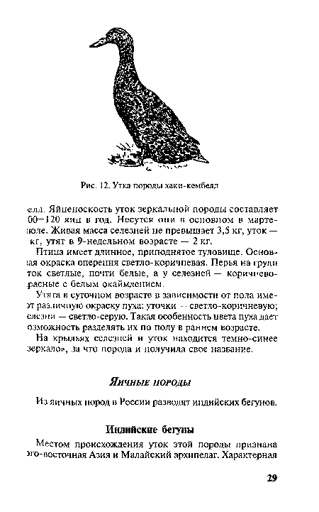 Из яичных пород в России разводят индийских бегунов.