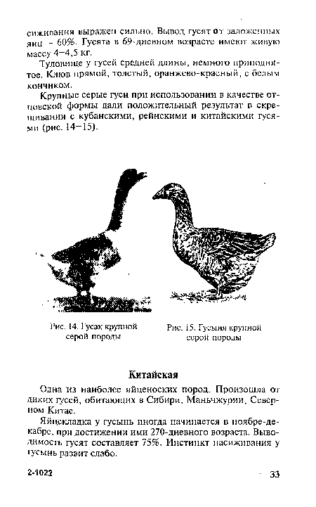 Яйцекладка у гусынь иногда начинается в ноябре-декабре, при достижении ими 270-дневного возраста. Выводимость гусят составляет 75%. Инстинкт насиживания у гусынь развит слабо.