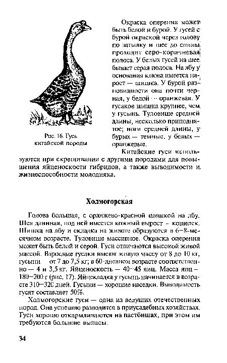 Холмогорские гуси — одна из ведущих отечественных пород. Она успешно разводится в приусадебных хозяйствах. Гуси хорошо откармливаются на пастбищах, при этом им требуются большие выпасы.