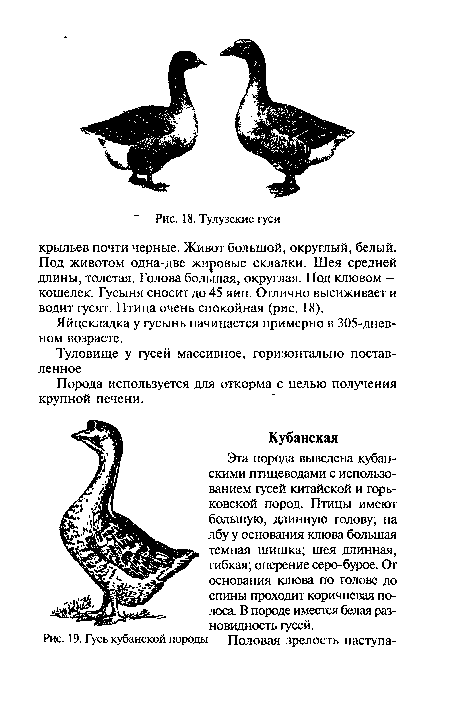 Эта порода выведена кубанскими птицеводами с использованием гусей китайской и горьковской пород. Птицы имеют большую, длинную голову; на лбу у основания клюва большая темная шишка; шея длинная, гибкая; оперение серо-бурое. От основания клюва по голове до спины проходит коричневая полоса. В породе имеется белая разновидность гусей.