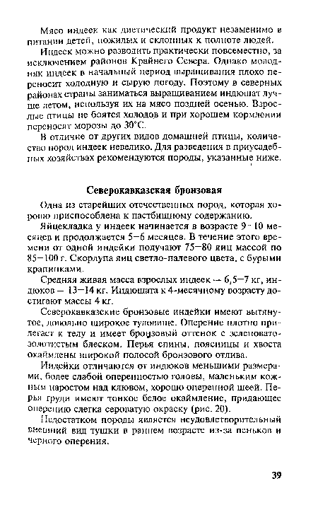 Яйцекладка у индеек начинается в возрасте 9—10 месяцев и продолжается 5—6 месяцев. В течение этого времени от одной индейки получают 75—80 яиц массой по 85—100 г. Скорлупа яиц светло-палевого цвета, с бурыми крапинками.