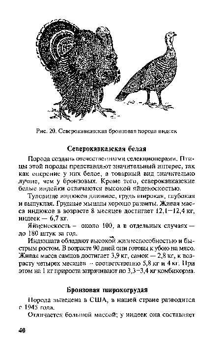 Туловище индюков длинное, грудь широкая, глубокая и выпуклая. Грудные мышцы хорошо развиты. Живая масса индюков в возрасте 8 месяцев достигает 12,1—12,4 кг, индеек — 6,7 кг.