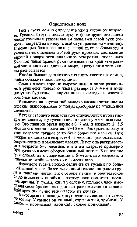 У гусят старшего возраста пол определяется путем раскрытия клоаки, и у гусаков виден пенис у месячных самцов, Это гладкий орган длиной 6—7 мм, в возрасте 2—2,5 месяца его длина достигает 9—10 мм. Раскрыть клоаку в этом возрасте труднее и требует большого навыка. При раскрытии клоаки в возрасте 4—5 месяцев гуси оказывают сопротивление и зажимают клоаку. Легче она раскрывается в возрасте 6—7 месяцев, и в этом возрасте примерно 30% гусаков имеют сформированный пенис. В основном гуси способны к спариванию с 6-месячного возраста, а отдельные особи — только с 9-месячного.