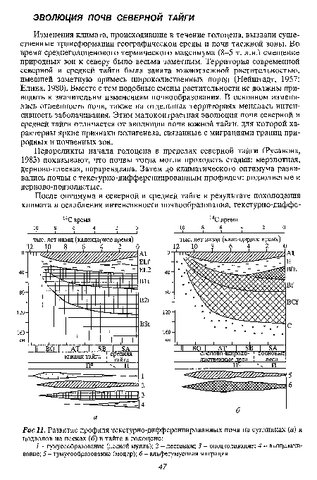 Педореликты начала голоцена в пределах северной тайги (Русанова, 1983) показывают, что почвы тогда могли проходить стадии: мерзлотная, дерново-глеевая, парарендзина. Затем до климатического оптимума развивались почвы с текстурно-дифференцированным профилем: подзолистые и дерново-подзолистые.