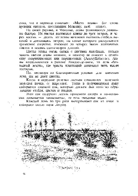 На своей родине, в Мексике, агавы развиваются довольно быстро. Их листья достигают длины до трех метров, и через восемь — десять лет агавы начинают выгонять стебель высотой в двенадцать метров, на конце которого распускается громадное соцветие, имеющее до четырех тысяч желтоватых цветов в восемь сантиметров длиной.