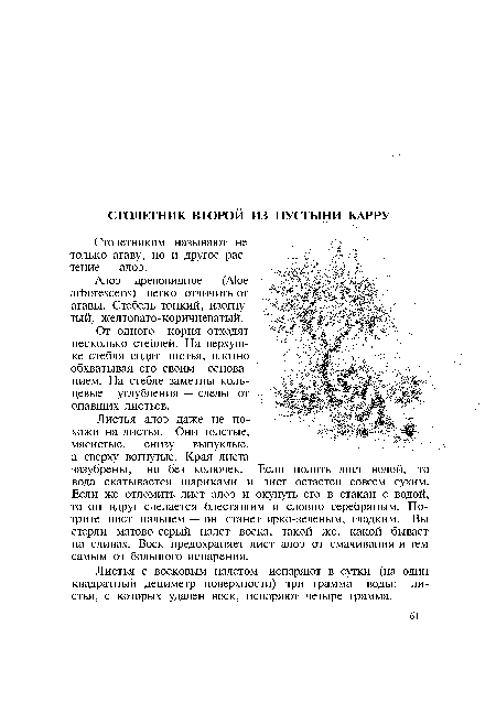 Столетником называют не только агаву, но и другое растение — алоэ.