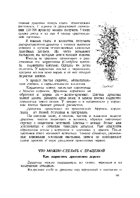 На светлом окне, в теплом, чистом и влажном воздухе драцены иногда зацветают в комнате, образуя цветочную стрелку с соцветием метелкой. Цветки — мелкие белые или зеленоватые с сильным тяжелым запахом. При опылении образуются ягоды у кордилин и костянки у драцен. После цветения ствол начинает ветвиться. Тоньше стволики, увенчанные длинными зелеными листьями, ничем не напоминают самое древнее в мире уродливое драконовое дерево.
