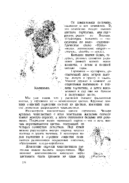 Мы уже знаем, что у растений бывают фальшивые листья, у гортензии же — ненастоящие цветки. Крупные зонтики соцветий гортензии состоят из цветков, имеющих вместо лепестков разросшиеся чашелистики.