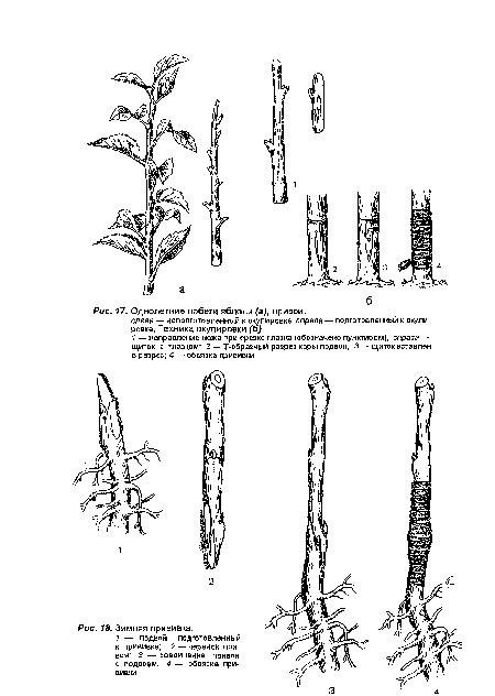 Однолетние побеги яблони (а), привои