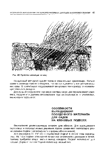 М-9 (парадизка IX, ЕМ IX) — карликовый подвой в южной зоне садоводства. На этом подвое отмечается непрочное закрепление деревьев в почве, поэтому требуется опора, малый выход отводков. Подвой используют для вставки. Деревья на этом подвое имеют карликовый тип.