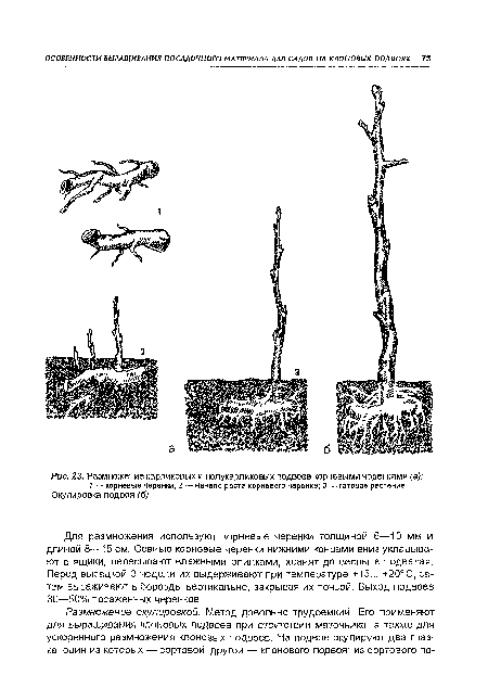 Размножение карликовых и полукарликовых подвоев корневыми черенками (а)
