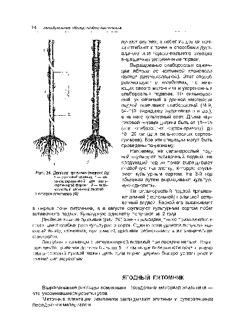 Двойная прививка (зимняя) (а)